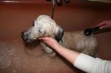 BAIN - SKYE TERRIER 076
